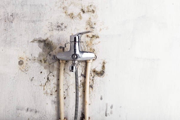 Best Mold Damage Repair  in Grantsburg, WI