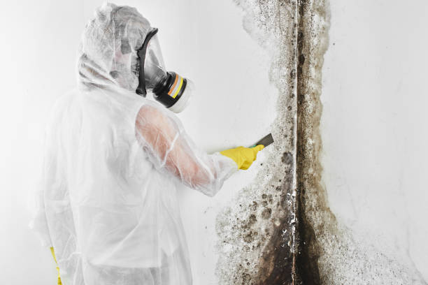 Best Local Mold Removal Service  in Grantsburg, WI