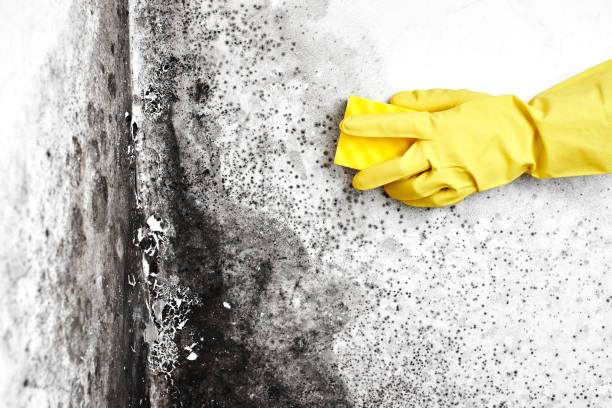 Best Toxic Mold Removal  in Grantsburg, WI