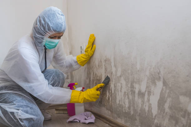 Best Attic Mold Removal  in Grantsburg, WI
