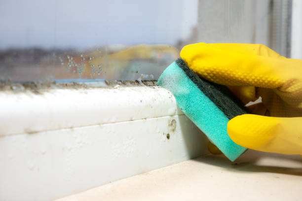 Best Mold Inspection  in Grantsburg, WI