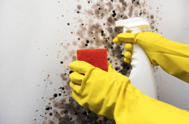 Best Commercial Mold Removal  in Grantsburg, WI