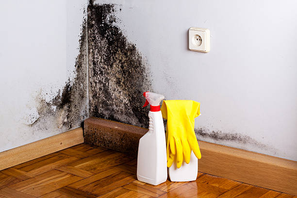Best Office Mold Removal Services  in Grantsburg, WI