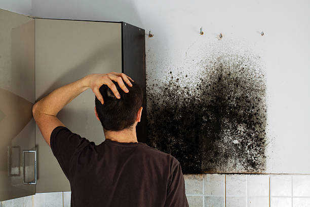 Best Same-Day Mold Removal  in Grantsburg, WI