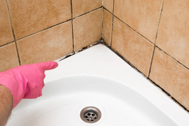 Best Mold Remediation  in Grantsburg, WI